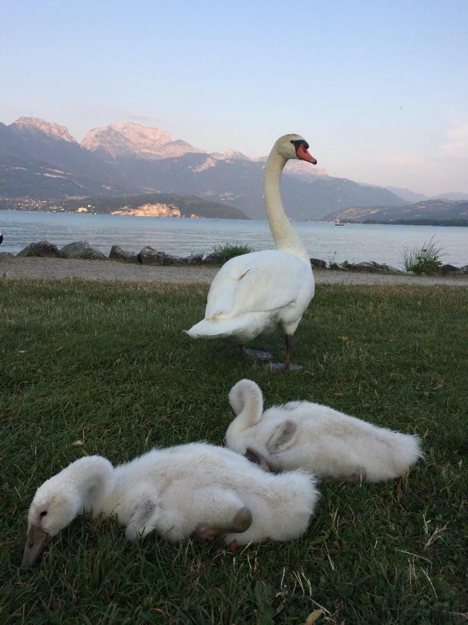 La Baie Des Voiles ,Vue Lac D'Annecy ,Plage Privee 뒤엥 외부 사진